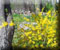 Forsythia